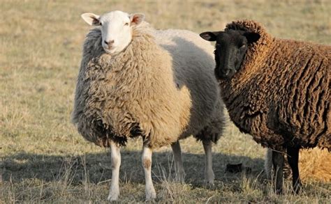 Sheep Farming In India Information For Beginners | Asia Farming