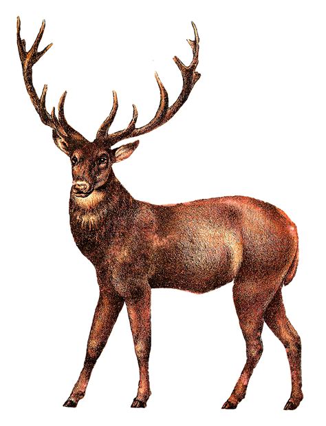 Antique Images: Antique Illustrations Animal Digital Clip Art Deer Stag