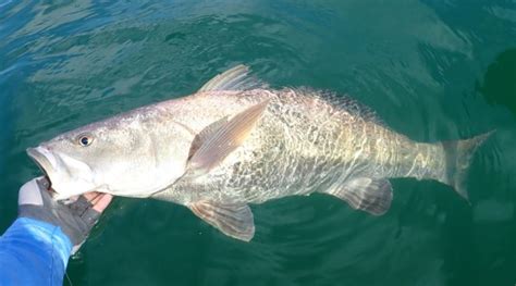 Totoaba | Mexican Fish.com