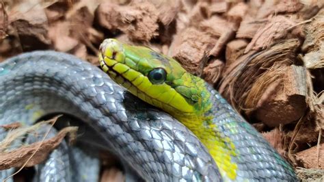 Red tailed green rat snake - S-reptiles : Le site pour les passionnés ...