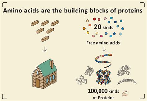 What are Amino Acids? | Amino Acids | About the Ajinomoto Group ...