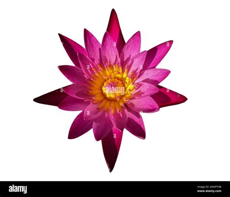 Pink lotus flower on white background isolated Stock Photo - Alamy