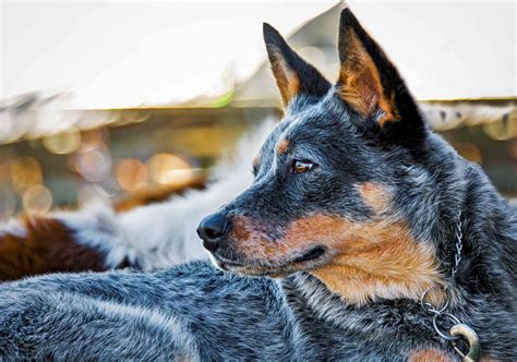15 Blue Dog Breeds for Lovers of this Unique Color