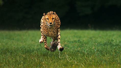 Admire The Elegant Beauty Of Cheetah Running At Full Speed (Slow Motion ...