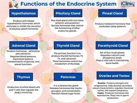 Endocrine System Function