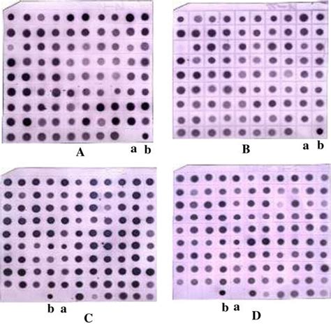 Dot-blot hybridization, A and B was used to test the cDNA library of NT... | Download Scientific ...