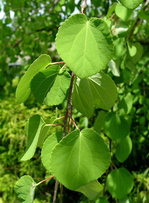 Katsura tree | Garden Housecalls