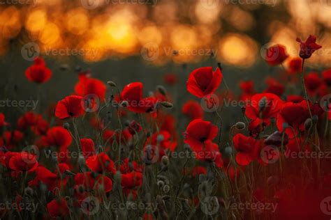 Beautiful field of red poppies in the sunset light. close up of red poppy flowers in a field ...