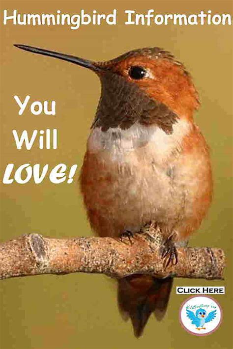 Best Hummingbird Feeders For Backyard Bird Watching - Wild Bird Scoop