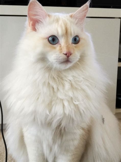 The Cream Point Ragdoll - Mitted, Colorpoint, Bicolor & Lynx