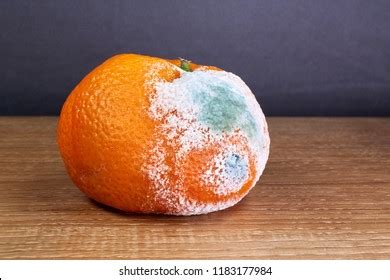 7,393 Rotten Orange Fruit Images, Stock Photos & Vectors | Shutterstock