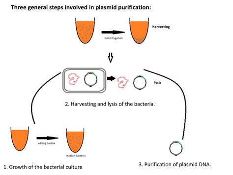 PPT - Plasmid purification lab PowerPoint Presentation, free download ...