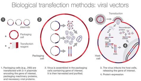 TRANSFECTION TYPES, METHODS, AND EFFICIENCY