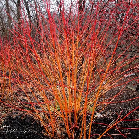 Winter Color in the Garden | Dogwood shrub, Winter landscape and Winter colors