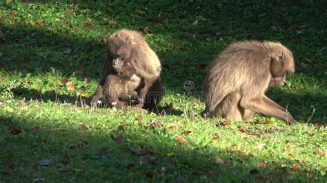 Gelada Baboon Theropithecus Gelada, Female with Young Sitting on Grass Stock Video - Video of ...