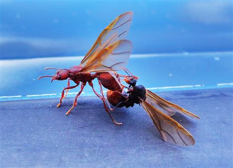 ant swarm, fog, juniper berries, after 1.5” rain Thur Aug4,2016 093 – Jan Emming