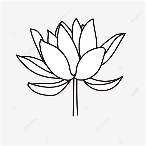 Lotus Flower Pictures Black And White | Best Flower Site