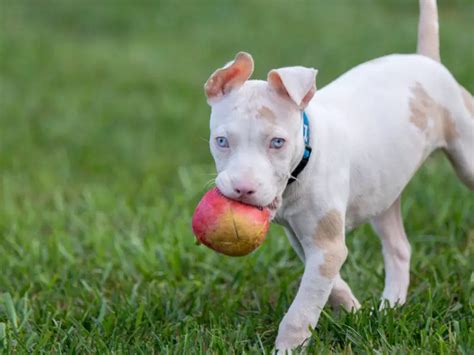 White Pitbull Ultimate Owner’s Guide