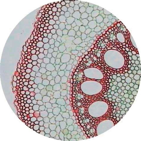 E8A11459 - Philip Harris Prepared Microscope Slide - Onion (Allium) Root Tip Squash (Mitosis ...