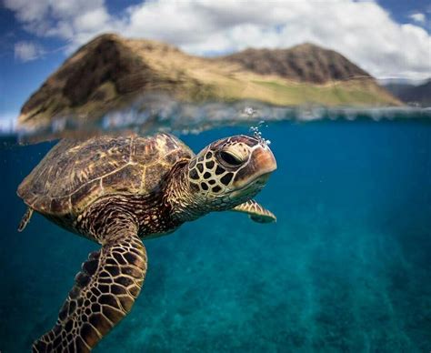 a turtle swimming in the ocean with mountains in the background