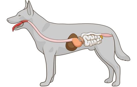 Dog Digestive System Breakdown (and what dogs can and cannot digest)