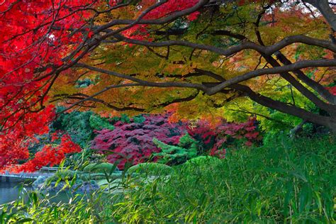 Download Tree Fall Garden Man Made Japanese Garden HD Wallpaper