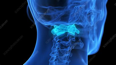 Atlas bone, illustration - Stock Image - F038/5393 - Science Photo Library