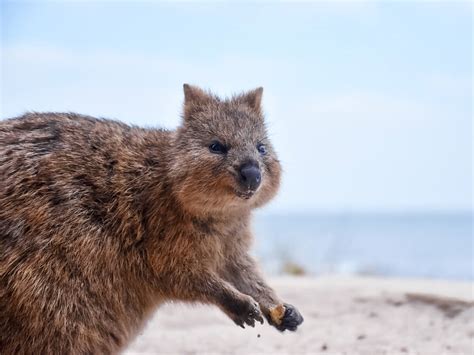 Meet The Quokka, Rottnest Island's Most Famous Critter