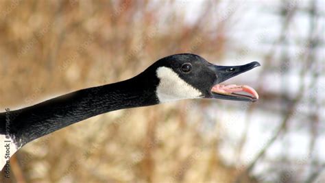 Canada Goose Honking During Mating Season - tongue visible Stock Photo | Adobe Stock