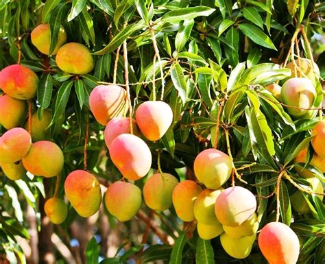 Varieties of Mangoes – On the trail of the Indian Mango | IMVoyager ...