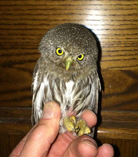 Pygmy Owl | Blue Mountain Audubon Society