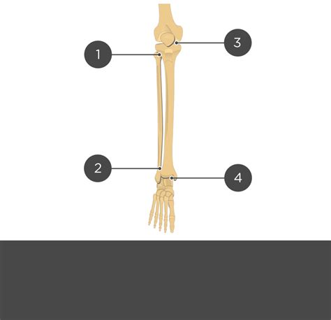 Tibia and fibula: anatomy and labeled diagram | GetBodySmart