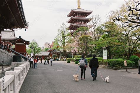 Sensoji temple. Sensoji is Tokyo's most famous and popular temple ...