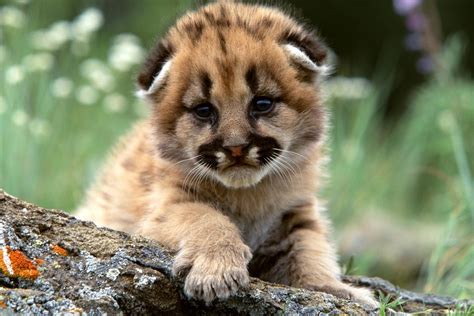 🔥 [50+] Baby Cheetah Wallpapers | WallpaperSafari