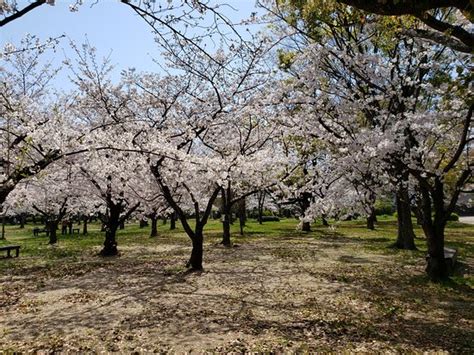 Osaka Castle Nishinomaru Garden (Chuo) - 2020 All You Need to Know BEFORE You Go (with Photos ...