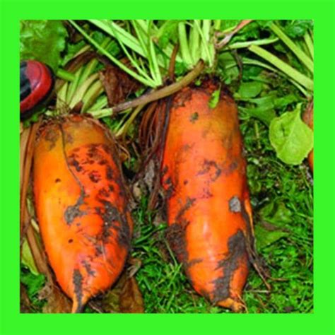 BEETROOT-MANGEL WURZEL - Heritage organic open pollinated seeds