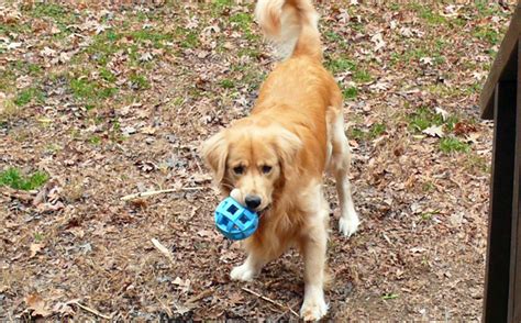 Dog Treat Dispenser Ball $3.50 | Free Stuff Finder