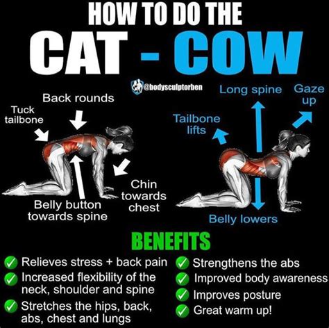 The Cat-Cow Pose Exercise | Guide