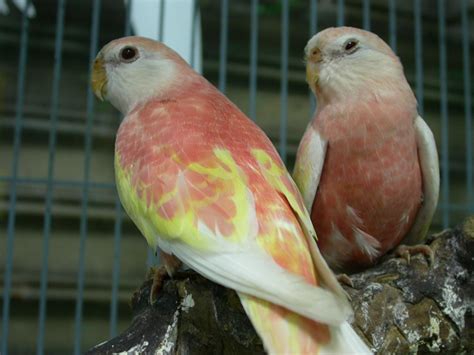 Caring for a Bourke Parakeet: See the Price, Health and Behavior