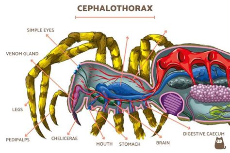 Digestive System Of A Spider - vrogue.co