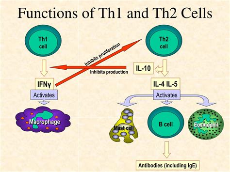 PPT - Functions of Th Cells, Th1 and Th2 Cells, Macrophages, Tc Cells ...