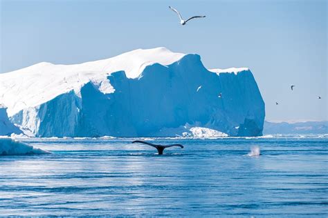 Hiking around Ilulissat in Greenland: a complete guide | Atlas & Boots