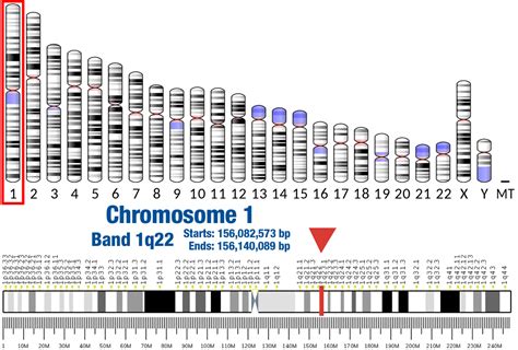 LMNA » Laboratory Testing and Research