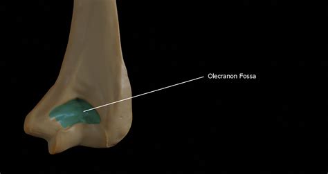 Humerus Olecranon Fossa