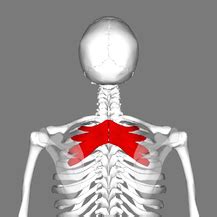 Serratus Posterior Superior Origin And Insertion