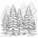 Pine Tree Coloring Pages For Nature Lovers – I Have Crayon sketch template