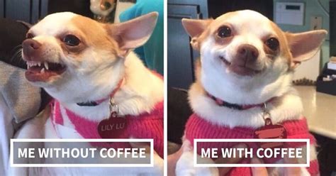 19 Funny Coffee Pictures That Will Give You More Energy Than Caffeine