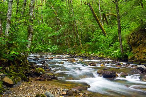 Lush Green Forest F4KV3295 | Lush Green Forest. Thank you fo… | Flickr