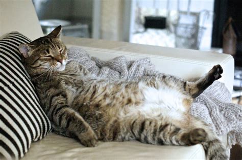 The rise of the fat cat and how to put yours on a weight loss plan