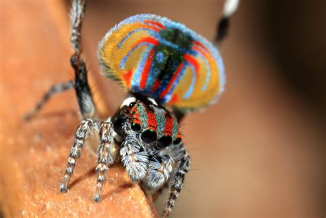 Maratus volans – Ausemade